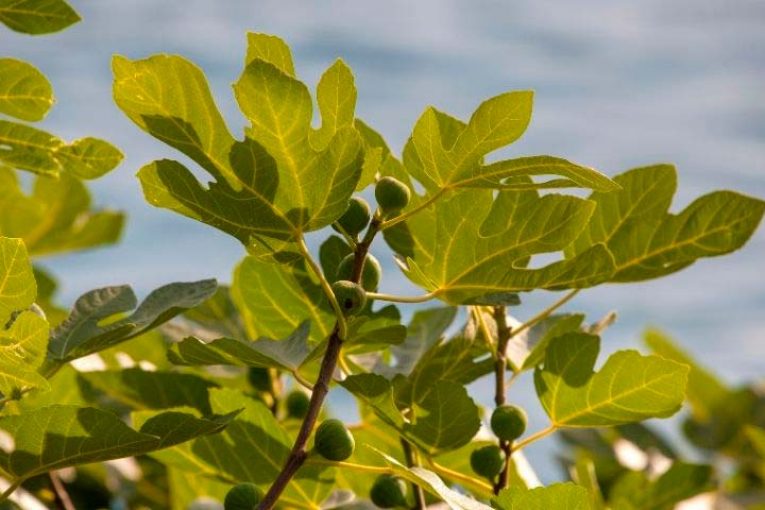 Salud y precio impulsan el cultivo de higueras