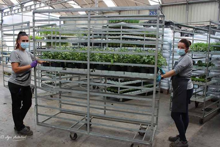 Tomates en maceta y otros desarrollos de Hobby Saliplant