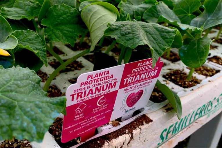 Fungicidas biológicos para proteger los trasplantes de primavera