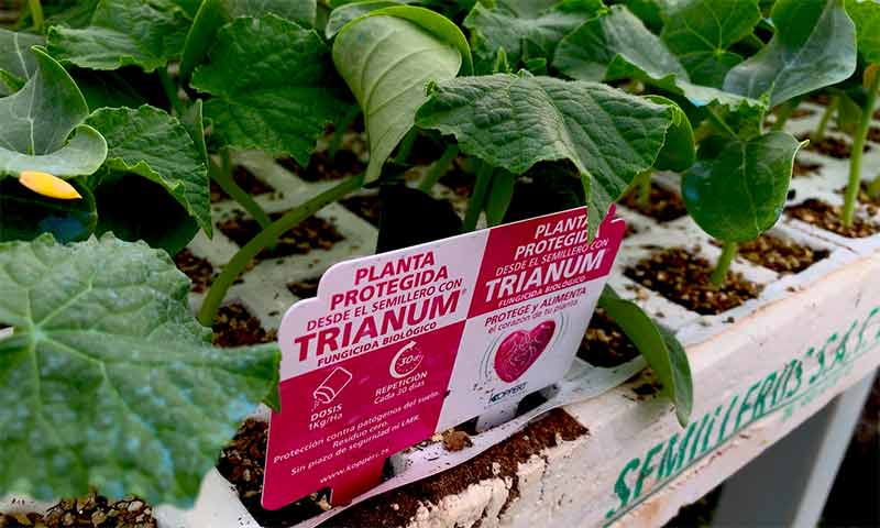 Fungicidas biológicos para proteger los trasplantes de primavera