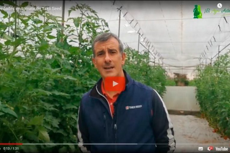Novedades en tomate y portainjertos de Takii Seed