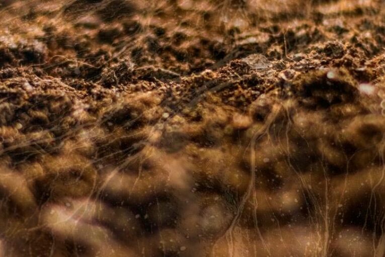 Alltech registra una nueva gama de biofertilizantes para salud de suelo