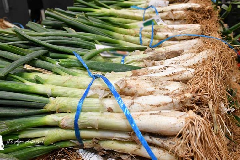 Los calçots se consolidan en el hogar y caen en la restauración