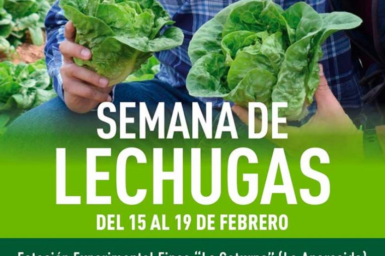 Del 15 al 19 de febrero. Semana de lechugas de Ramiro Arnedo