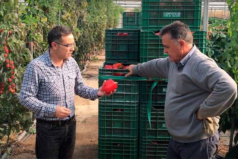 Ecoculture adelanta y mejora el color del pimiento california