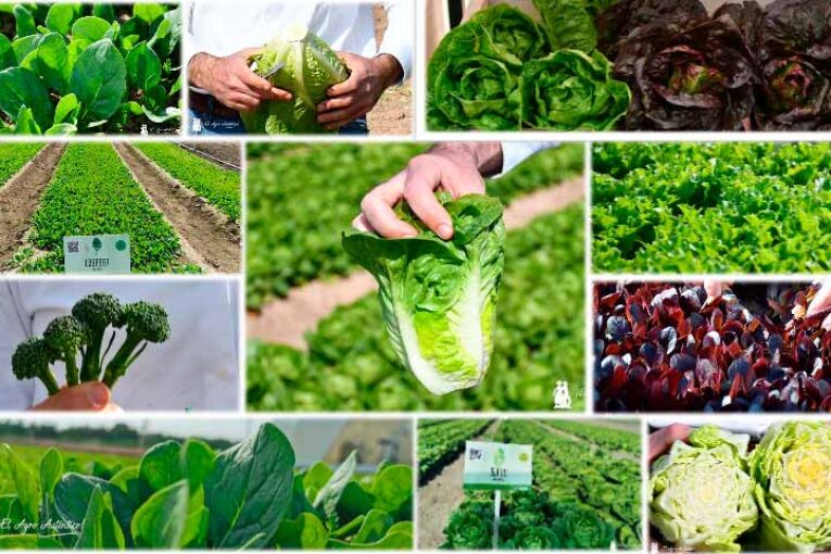 El valor añadido en las Salads de Syngenta