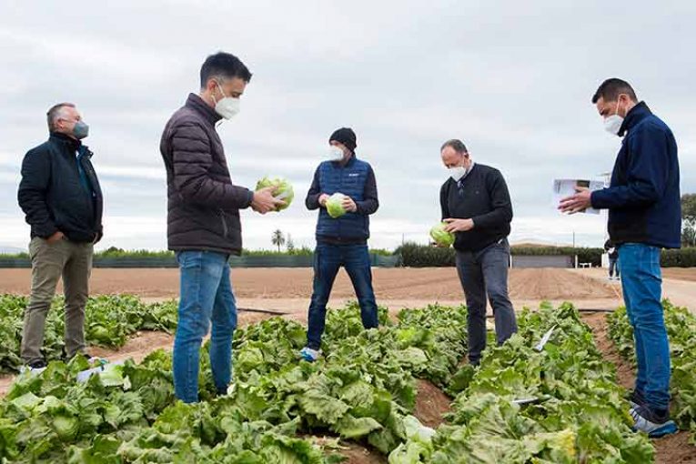 Lechugas para aguantar frescas durante más tiempo