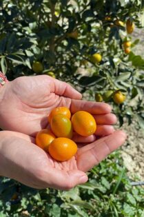 Bio Campojoyma es la primera empresa de Almería que cultiva kumquat bio-joseantonioarcos.es