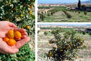 Campojoyma es la primera empresa de Almería que cultiva kumquat bio