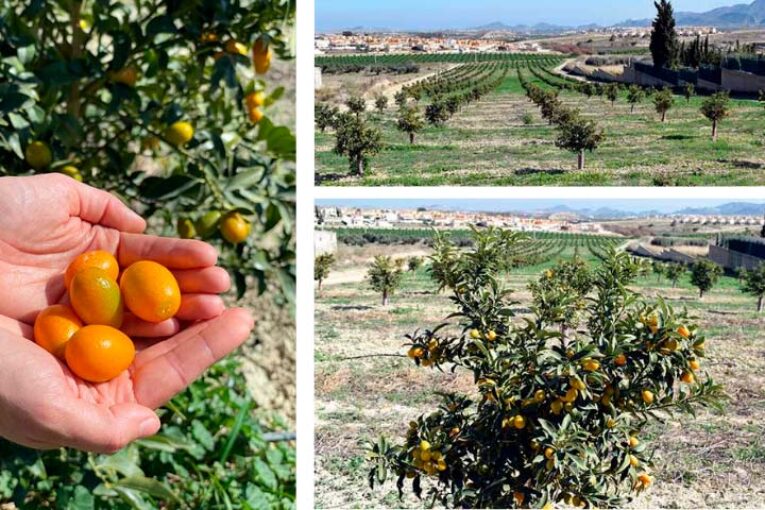 Campojoyma es la primera empresa de Almería que cultiva kumquat bio