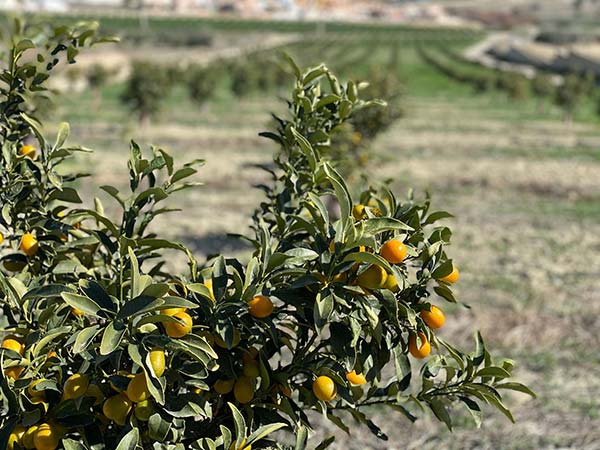 Bio Campojoyma es la primera empresa de Almería que cultiva kumquat bio-joseantonioarcos.es