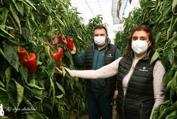 Micorrizas y bacterias de Asfertglobal mejoran el cultivo de lamuyo en El Ejido