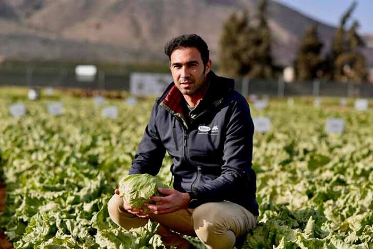 Vilmorin amplía en sus jornadas de Murcia su oferta en lechuga