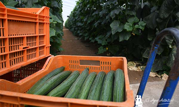 Pepino de Randall de Syngenta-joseantonioarcos.es