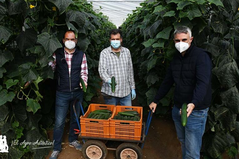 Randall es el pepino vikingo de Syngenta para el invierno
