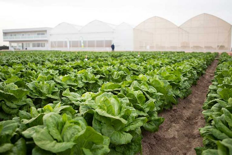 Del 8 al 19 de febrero. Rijk Zwaan celebra Winter Open Field Days e-vent