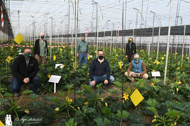 Belchim lanza una solución biológica y otra química para Botrytis