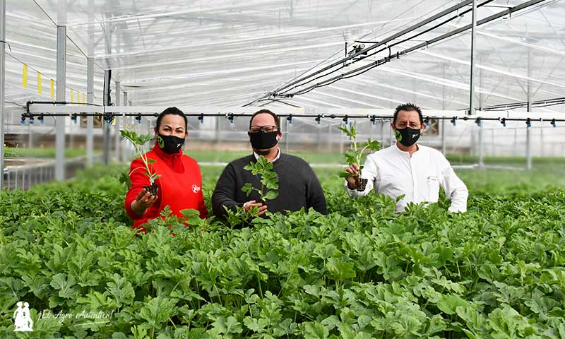 El nuevo semillero Victoria se hermetiza con mallas anti-insectos
