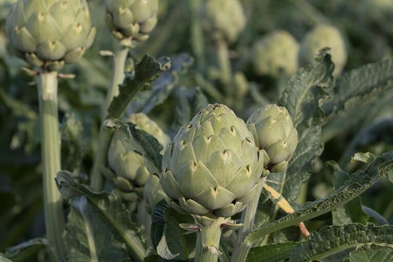 ¿Nacional o exportación? Green Queen se adapta a ambos mercados