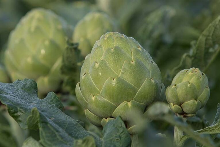 Green Queen se adapta a distintos suelos y condiciones ambientales
