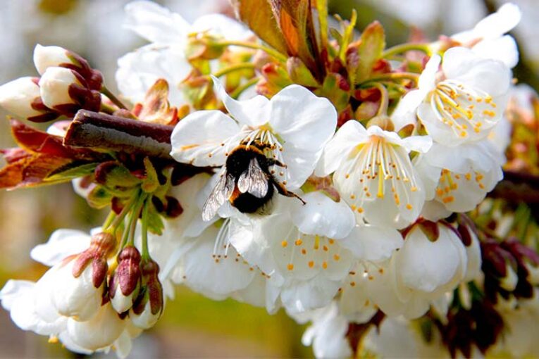 Cómo mejorar la floración en cerezo para producir hasta un 22% más
