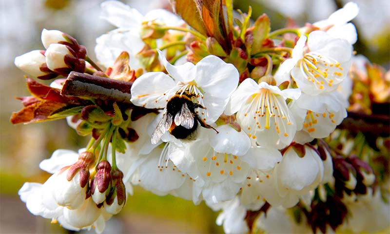 Cómo mejorar la floración en cerezo para producir hasta un 22% más