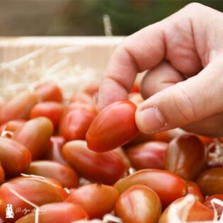 El concepto Flavourite en los tomates de Fitó-joseantonioarcos.es