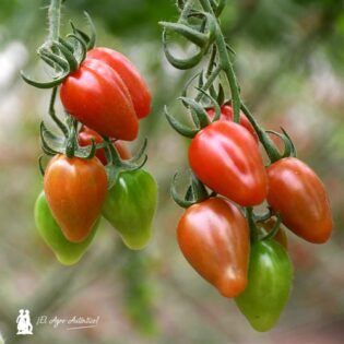 Las diferencias entre Mulan y Solemio son mínimas, pues ambos son de excelente calidad y sabor, hablamos de tomates cherry con distinta personalidad.-joseantonioarcos.es