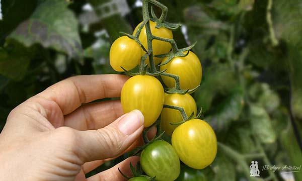 Especialidades de tomate cherry de Yuksel-joseantonioarcos.es