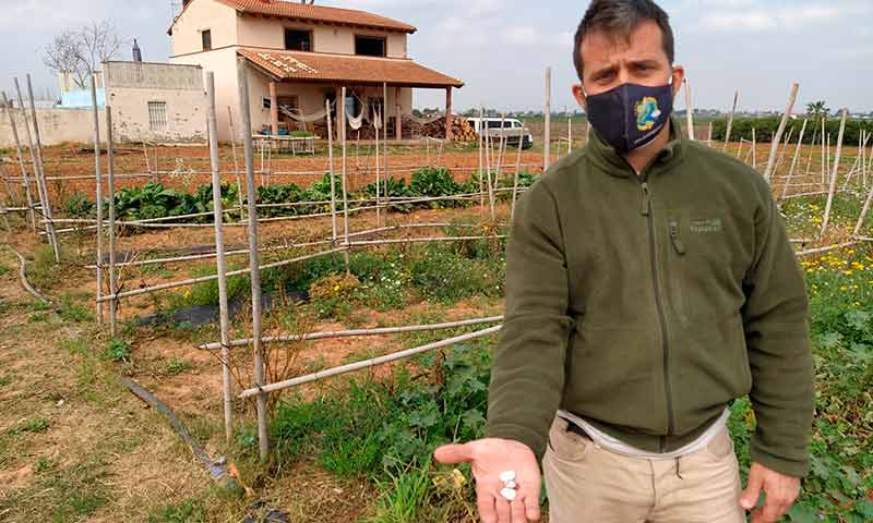 El garrofón valenciano se reivindica frente al de terceros países