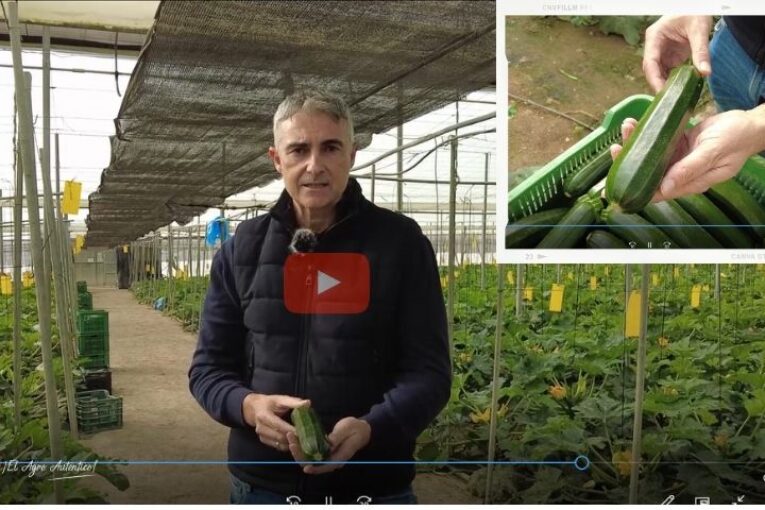 Homero es el nuevo calabacín de invierno de Syngenta