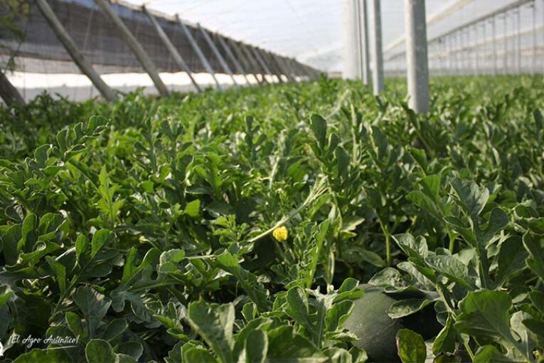 Vellsam diseña un plan de nutrición específico para melón y sandía