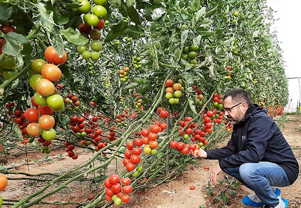Juanjo Benito con la variedad de tomate Barbarela. /joseantonioarcos.es