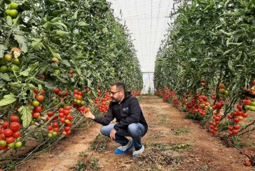 Barbarela cubre en ecológico el ciclo largo de tomate rama