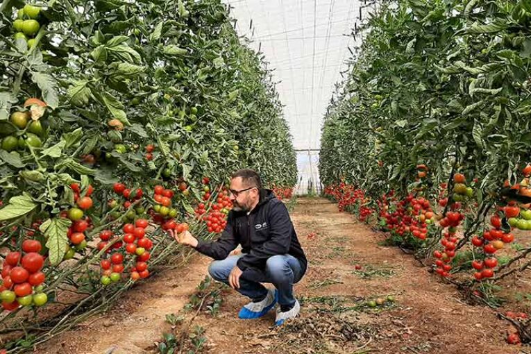 Barbarela cubre en ecológico el ciclo largo de tomate rama