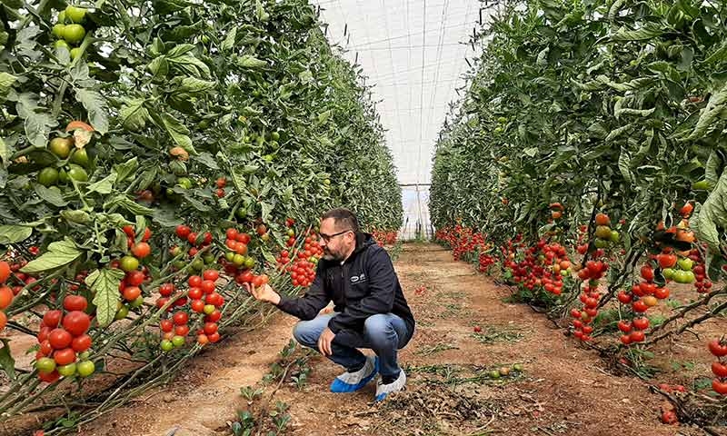 Juanjo Benito, técnico de Vilmorin, con el tomate Barbarela. /joseantonioarcos.es