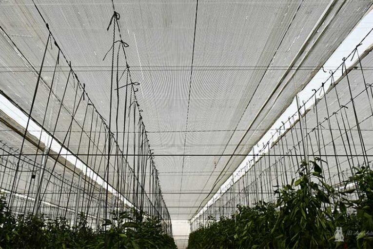 Pantallas climáticas como alternativa al encalado en el invernadero