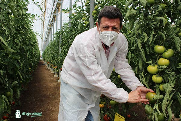 Manuel Hernández, responsable de tomate en España de Rijk Zwaan RZ. /joseantonioarcos.es