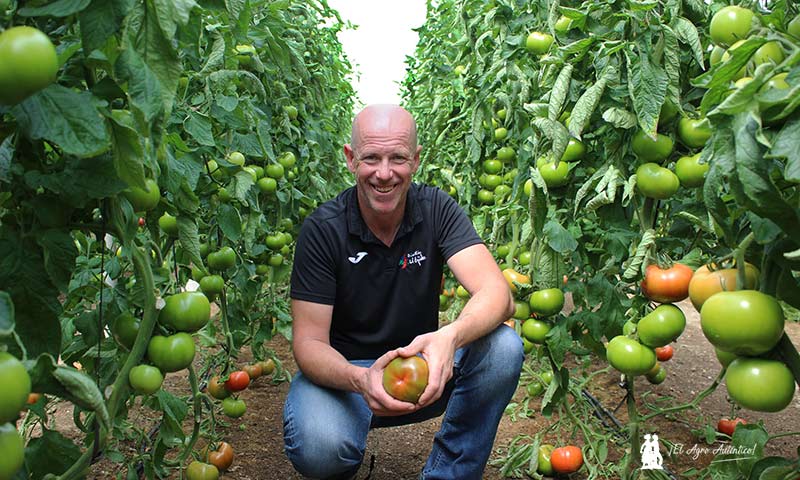 Paco Fuentes, agricultor. Con el tomate Alvalade de Rijk Zwaan. /joseantonioarcos.es