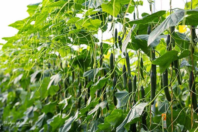 Basf presenta Sedal como nuevo pepino para tardío