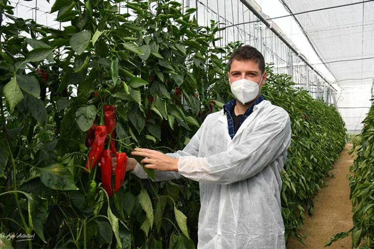 Palermo completa 12 meses de producción sumando costa y sierra