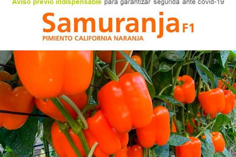 Día 10 de marzo. Jornada de pimiento de Argenta Seeds