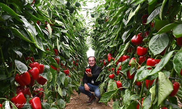 Jesús Capel, delegado de Argenta Seeds, con el pimiento california rojo Torrente. /joseantonioarcos.es
