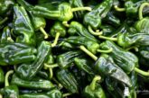 Marruecos exporta ya el 30% del equivalente a todo el pimiento almeriense