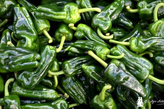 Marruecos exporta ya el 30% del equivalente a todo el pimiento almeriense
