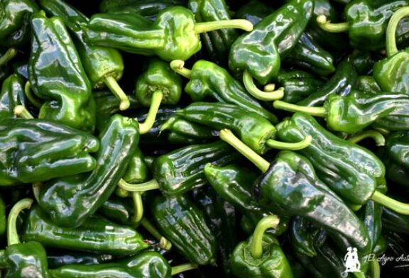 Marruecos exporta ya el 30% del equivalente a todo el pimiento almeriense