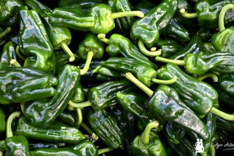 Marruecos exporta ya el 30% del equivalente a todo el pimiento almeriense