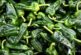 Marruecos exporta ya el 30% del equivalente a todo el pimiento almeriense