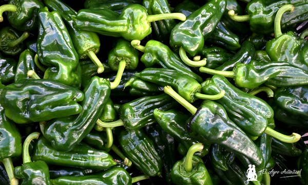 Marruecos exporta ya el 30% del equivalente a todo el pimiento almeriense