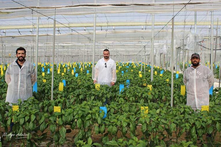 Sur Seeds saca pecho de sus semillas producidas en Almería